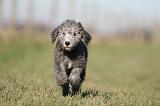 BEDLINGTON TERRIER 200